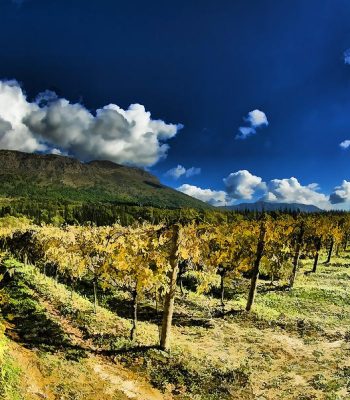 konavle-wineyard-darko-vrbica